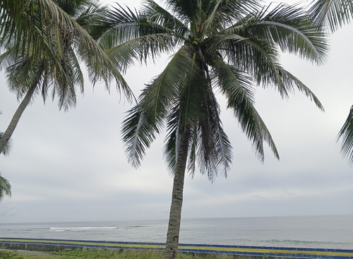 coconut palm