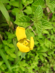 Trimezia martinicensis