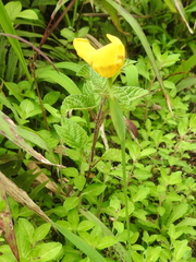 Trimezia martinicensis