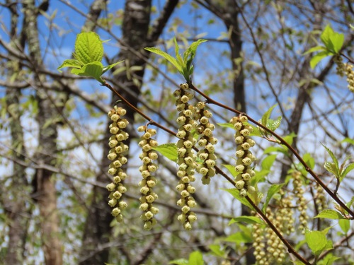 Stachyurus praecox, photograph 1