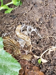 Bipalium pennsylvanicum