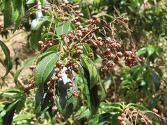(c) Marco Mussita, some rights reserved (CC BY) Stachyurus praecox, photograph (c) Marco Mussita, some rights reserved (CC BY)