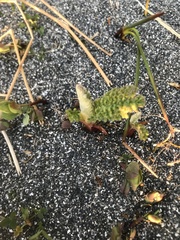 Tanacetum bipinnatum