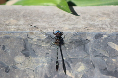 Macrothemis