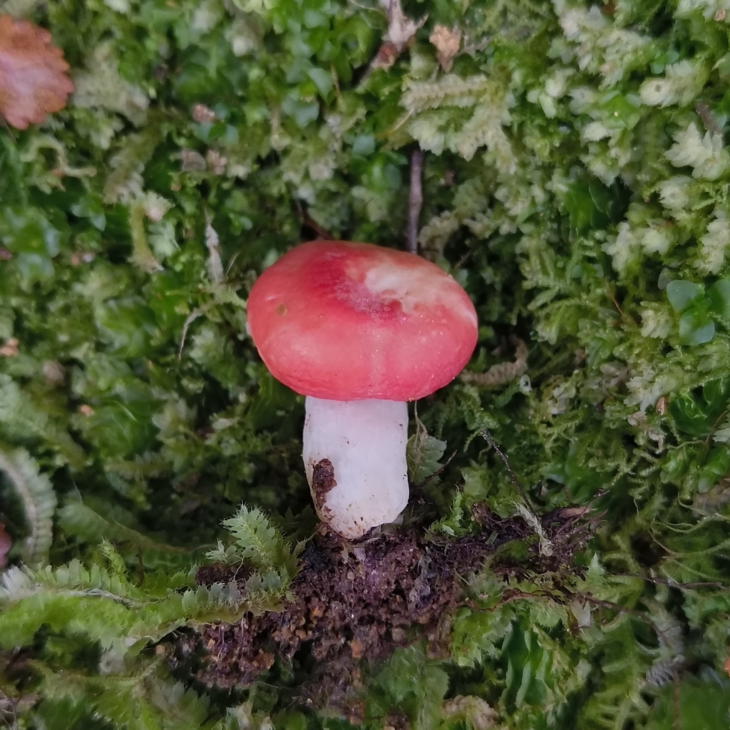 Russula kermesina · April 2026 · photo: © zedt (iNaturalist, cc-by)