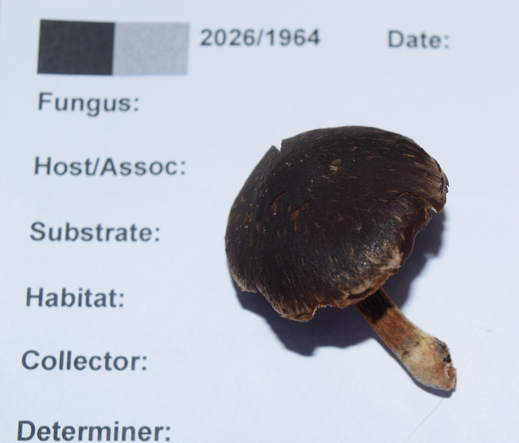 Hypholoma brunneum · April 2026 · photo: © davidwhyte (iNaturalist, cc-by-sa)