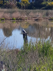 Elanus axillaris