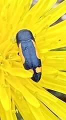 Ptosima