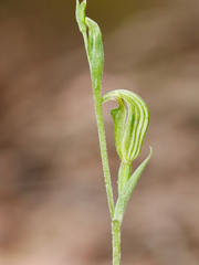 Pterostylis parviflora