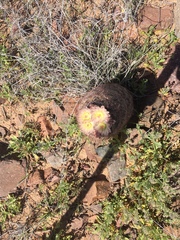 Echinomastus intertextus dasyacanthus