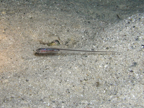 Indo-Pacific messmate-fish (Encheliophis homei) — Carapidae — 5