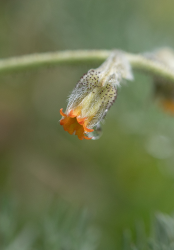 Biebersteinia multifida (Biebersteinia multifida)