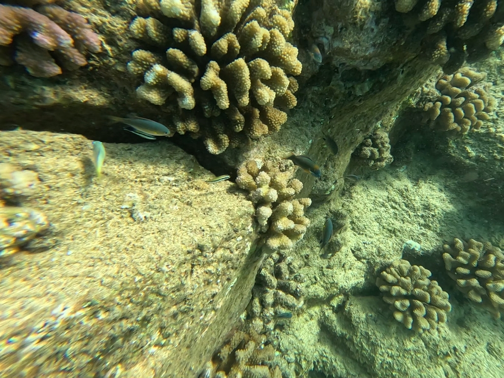 Vanderbilt's Chromis