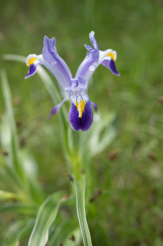 Iris warleyensis, photograph 3
