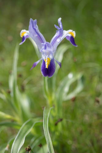 Iris warleyensis, photograph 4