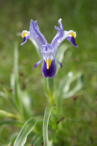 Iris warleyensis, photograph 2