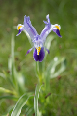 Iris warleyensis, photograph (c) Morten Ross, some rights reserved (CC BY)