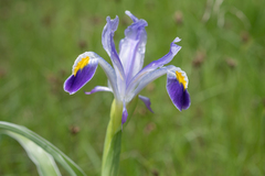 Iris warleyensis, photograph (c) Morten Ross, some rights reserved (CC BY)