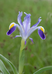 Iris warleyensis, photograph (c) Morten Ross, some rights reserved (CC BY)