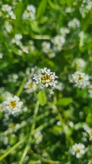 Calepina irregularis, photograph author not stated, no rights reserved