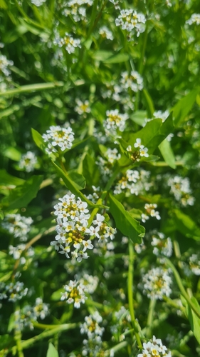 Calepina irregularis, photograph 6