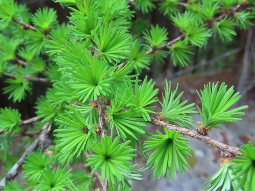 Larix kaempferi, photograph 2