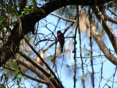 Trogon mexicanus