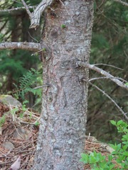 Larix kaempferi, photograph (c) Marco Mussita, some rights reserved (CC BY)