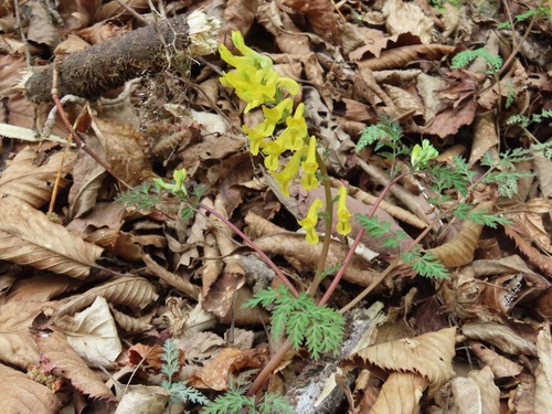 Corydalis pallida, photograph 1