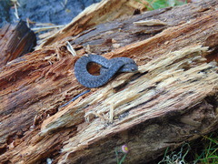 Storeria storerioides