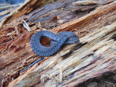 Storeria storerioides