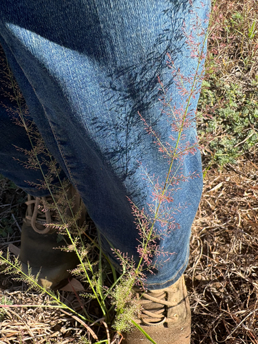 Eragrostis tenellula observed 2026-04-23