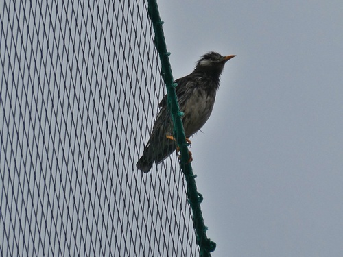 White-cheeked Starling