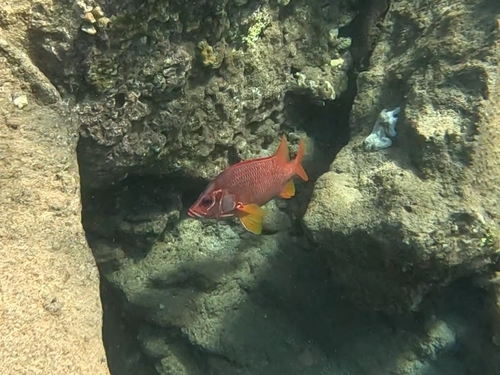 Photo of Sabre squirrelfish (Sargocentron spiniferum)