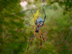 Trichonephila sexpunctata