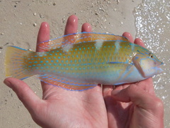 Halichoeres radiatus