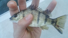 Banded Grunter photo 4