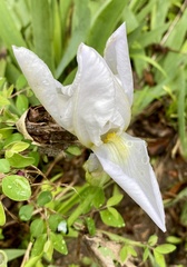 Iris × germanica