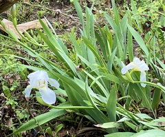 Iris × germanica
