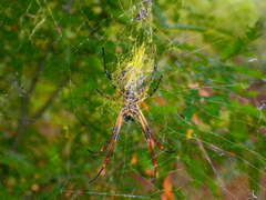Trichonephila sexpunctata
