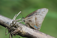 Morpho aega