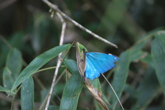 Morpho aega
