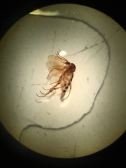 Mycetophila dilatata