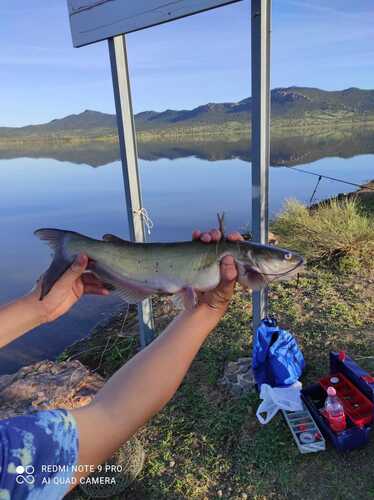 Channel Catfish