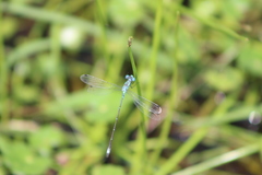 Lestes paulistus