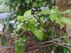 Tarenna fragrans