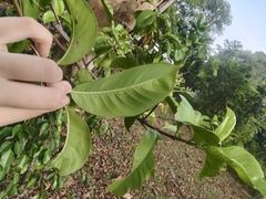 Tarenna fragrans, photograph (c) grass_0, some rights reserved (CC BY)