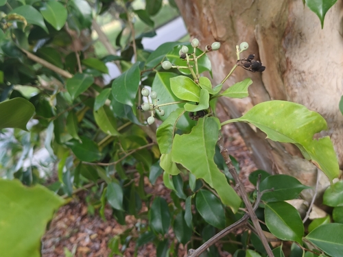 Tarenna fragrans, photograph 2