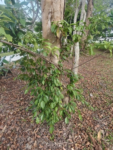 Tarenna fragrans, photograph 3