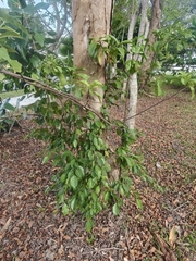 Tarenna fragrans, photograph (c) grass_0, some rights reserved (CC BY)